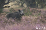 Wild Boar (Sus scrofa)