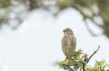 Reed Bunting (Emberiza schoeniclus)