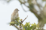 Reed Bunting (Emberiza schoeniclus)