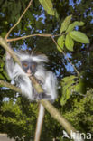 Zanzibarfranjeaap (Piliocolobus kirkii)