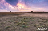 Nationaal Park De Hoge Veluwe