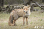 Fox (Vulpes vulpes)