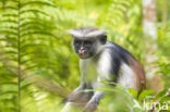 Zanzibarfranjeaap (Piliocolobus kirkii)