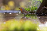 European Robin (Erithacus rubecula)