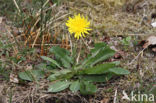 Schraalland paardenbloem (Taraxacum spectabilia)