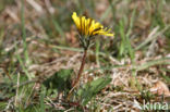 Schraalland paardenbloem (Taraxacum spectabilia)