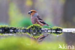 Appelvink (Coccothraustes coccothraustes)