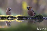 Hawfinch (Coccothraustes coccothraustes)