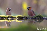 Hawfinch (Coccothraustes coccothraustes)