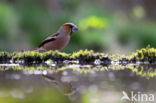 Appelvink (Coccothraustes coccothraustes)