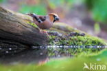 Hawfinch (Coccothraustes coccothraustes)