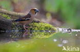 Appelvink (Coccothraustes coccothraustes)