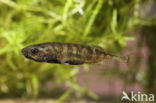 Ninespine Stickleback (Pungitius pungitius)