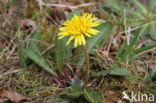 Schraalland paardenbloem (Taraxacum spectabilia)