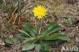 Schraalland paardenbloem (Taraxacum spectabilia)