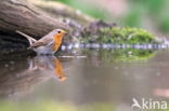 European Robin (Erithacus rubecula)