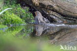 European Robin (Erithacus rubecula)