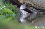 European Robin (Erithacus rubecula)