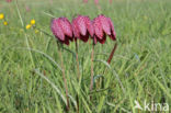 Wilde kievitsbloem (Fritillaria meleagris)