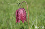 Wilde kievitsbloem (Fritillaria meleagris)