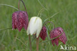 Wilde kievitsbloem (Fritillaria meleagris)