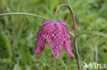 Wilde kievitsbloem (Fritillaria meleagris)