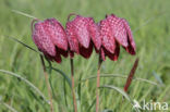 Wilde kievitsbloem (Fritillaria meleagris)