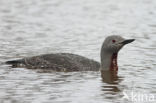 Red-throated Loon