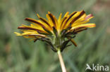 Schraalland paardenbloem (Taraxacum spectabilia)