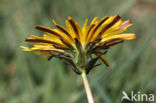 Taraxacum spectabilia