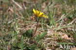 Schraalland paardenbloem (Taraxacum spectabilia)