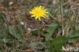 Schraalland paardenbloem (Taraxacum spectabilia)