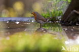 European Robin (Erithacus rubecula)