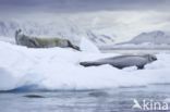 Crabeater Seal (Lobodon carcinophaga)