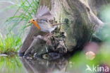 European Robin (Erithacus rubecula)