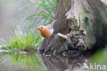 European Robin (Erithacus rubecula)