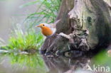 European Robin (Erithacus rubecula)