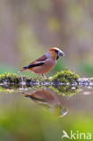 Appelvink (Coccothraustes coccothraustes)