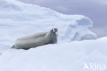 Crabeater Seal (Lobodon carcinophaga)