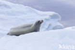 Crabeater Seal (Lobodon carcinophaga)