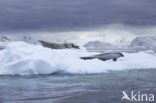 Crabeater Seal (Lobodon carcinophaga)