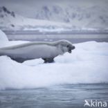 Crabeater Seal (Lobodon carcinophaga)