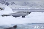 Crabeater Seal (Lobodon carcinophaga)