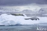 Crabeater Seal (Lobodon carcinophaga)