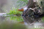 European Robin (Erithacus rubecula)