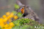 European Robin (Erithacus rubecula)