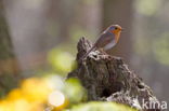 European Robin (Erithacus rubecula)
