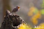 European Robin (Erithacus rubecula)