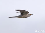 Common Cuckoo (Cuculus canorus)