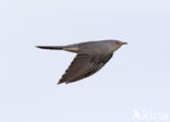 Common Cuckoo (Cuculus canorus)